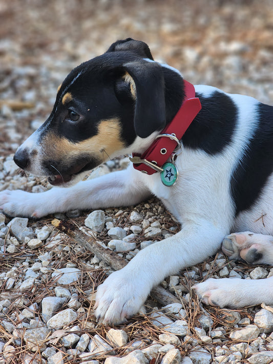 Collier pour chien rouge cerise 16mm waterproof fait main à Marseille — L'Atelier du Chien Français