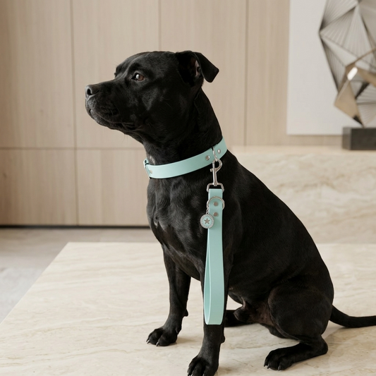 poignée pour chien staffie bleu pastel 25mm waterproof fait main à Marseille — L'Atelier du Chien Français