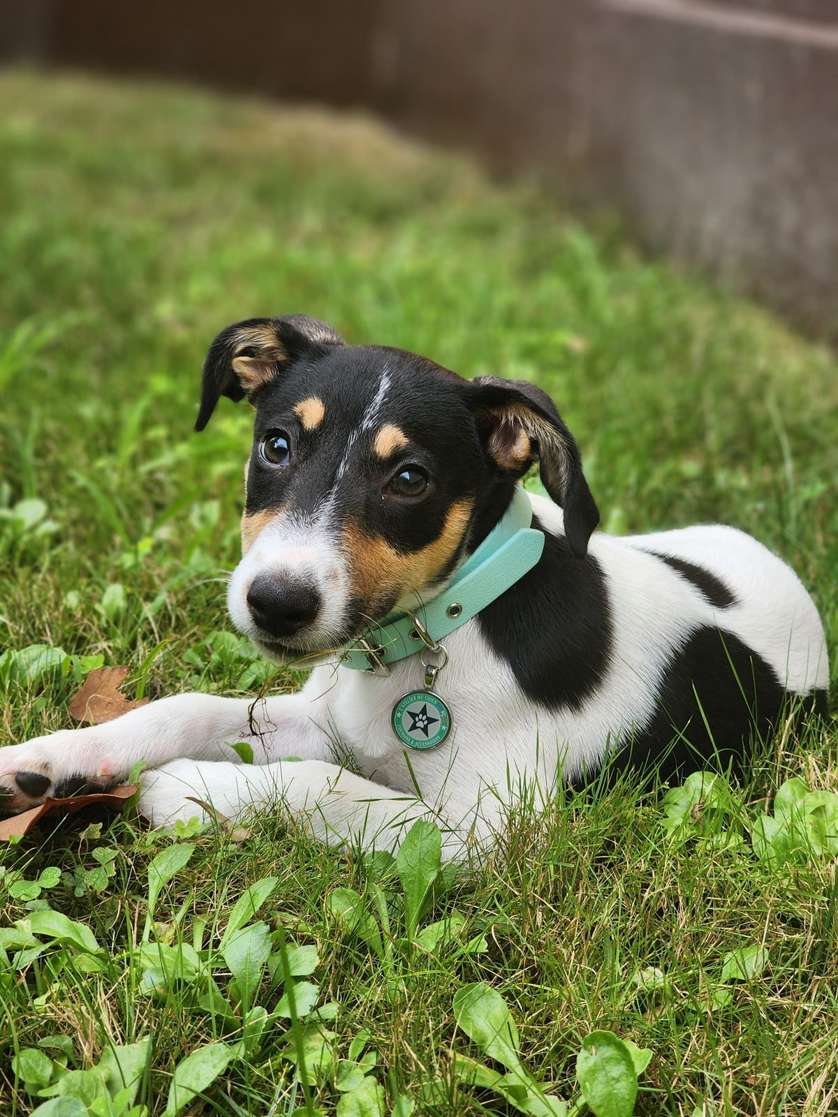 Collier pour chien bleu pastel 16mm waterproof fait main à Marseille — L'Atelier du Chien Français