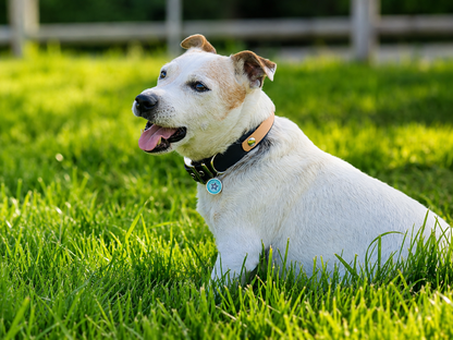 Collier modulable pour chien en TPU bleu nuit avec bande amovible colorée caramel