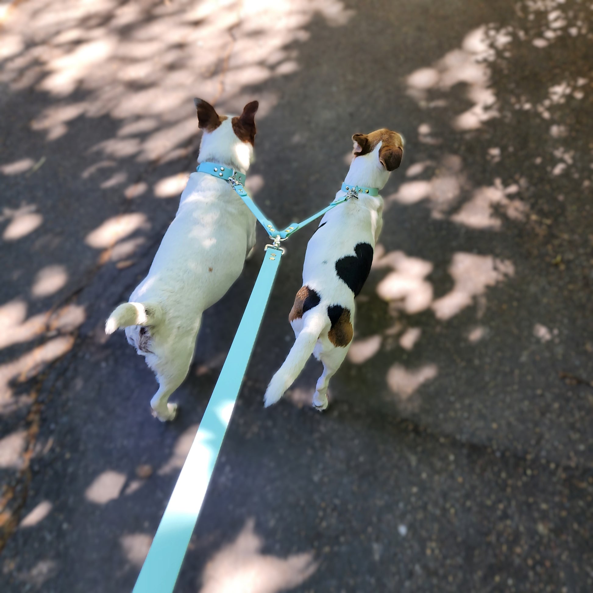 Coupleur de laisse pour chien bleu pastel 16mm TPU waterproof faite main à Marseille — l'Atelier du Chien Français