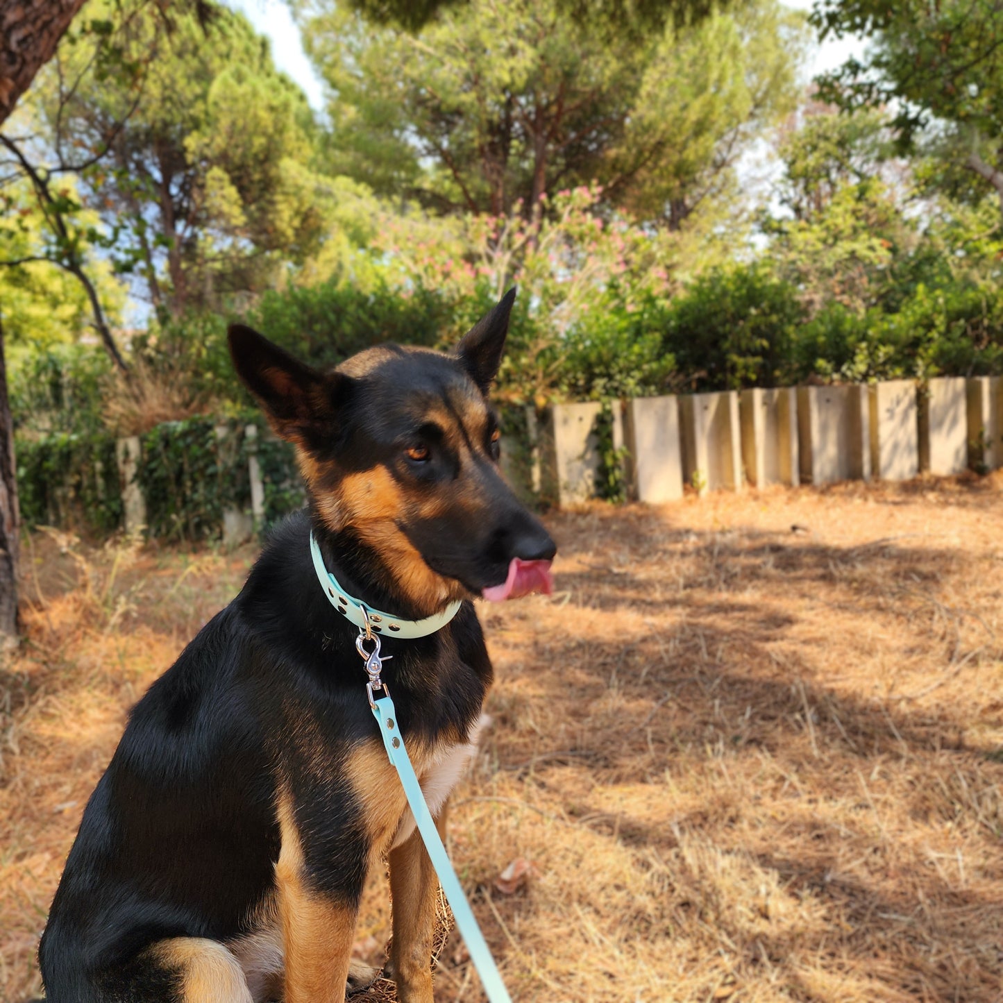 Laisse classique pour chien 16mm bleu pastel waterproof fait main à Marseille — l'Atelier du Chien Français