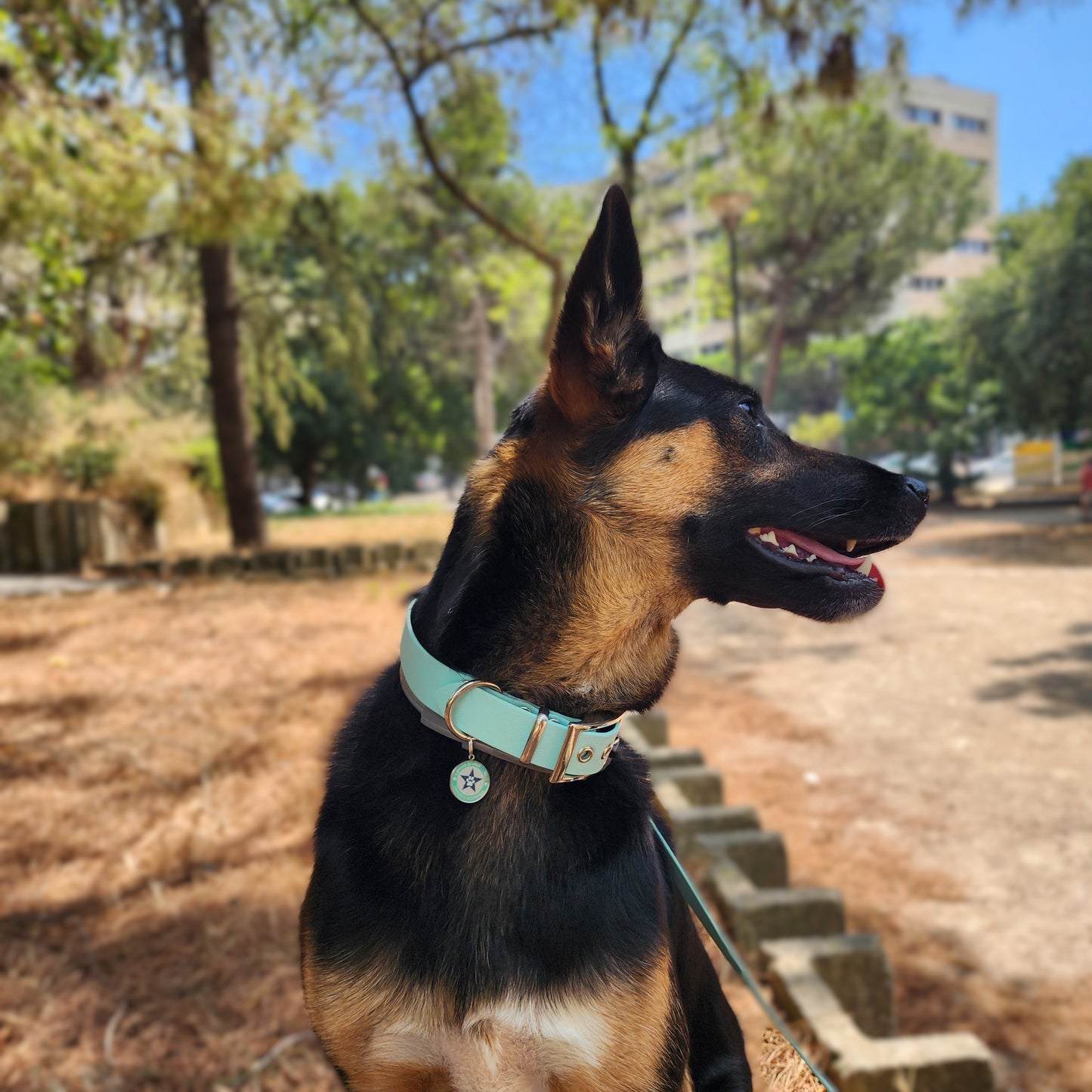 Collier pour chien rouge cerise 25mm TPU waterproof fait main à Marseille — l'Atelier du Chien Français