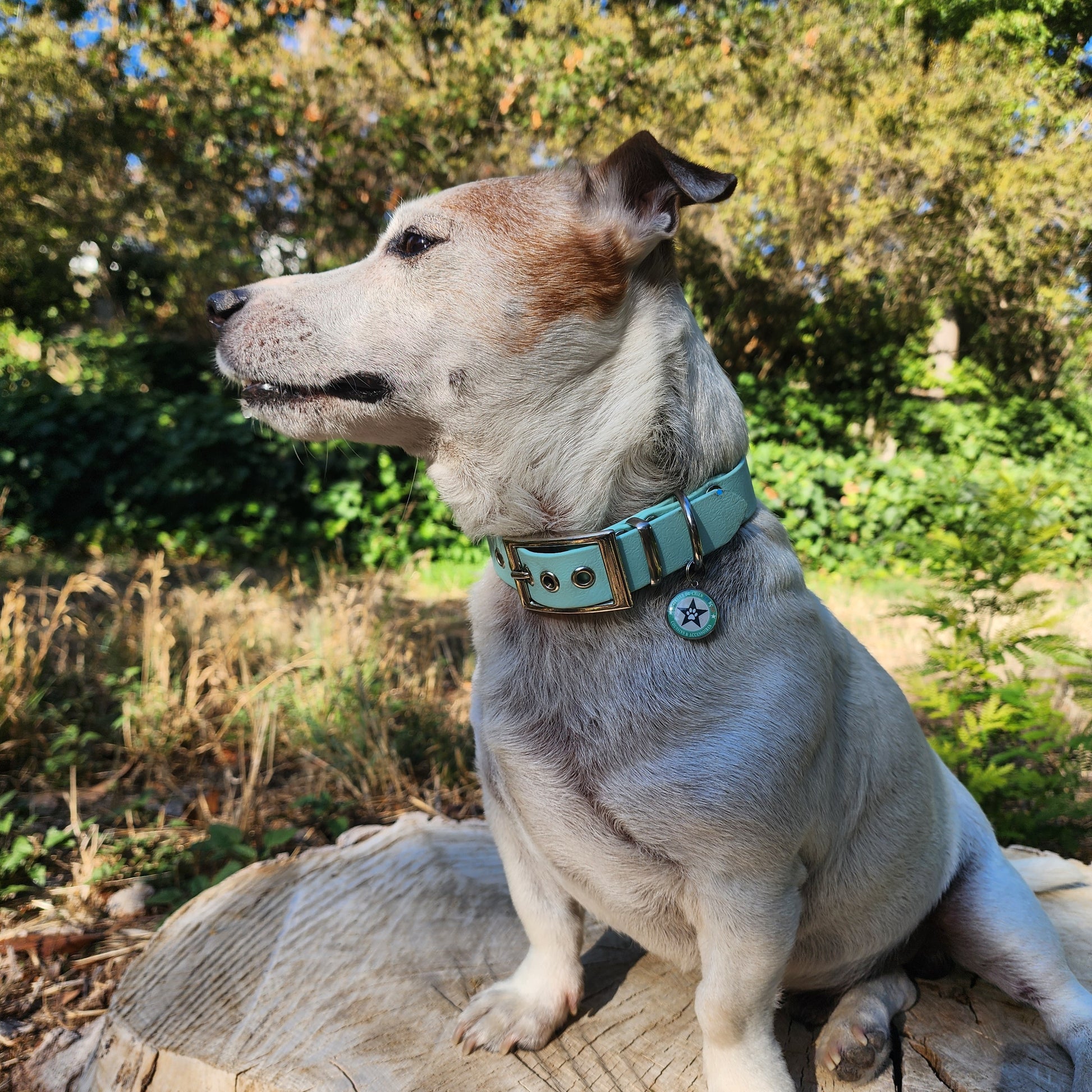 Collier pour chien bleu pastel 25mm waterproof fait main à Marseille — L'Atelier du Chien Français