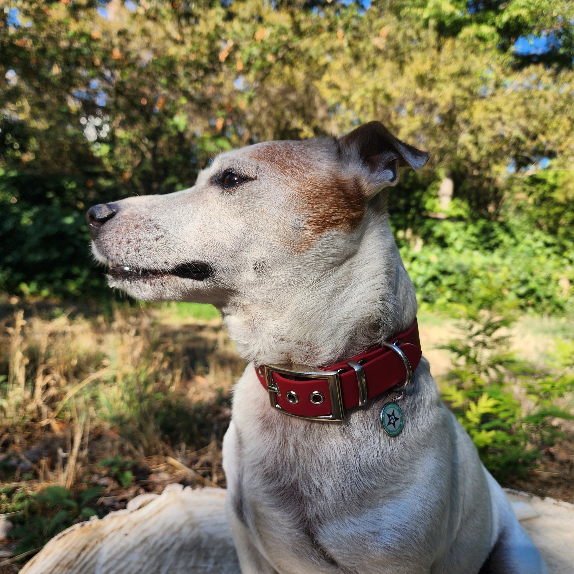 Collier pour chien cerise 25mm waterproof fait main à Marseille — L'Atelier du Chien Français