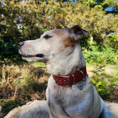 Collier pour chien cerise 25mm waterproof fait main à Marseille — L'Atelier du Chien Français