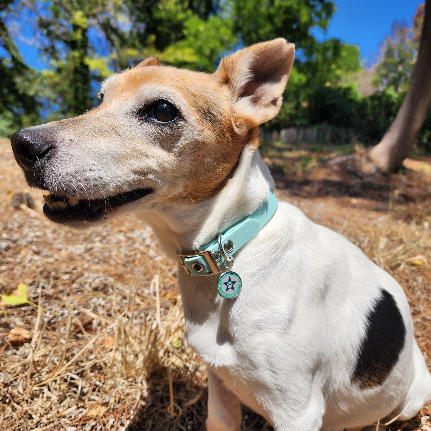 Collier pour chien bleu pastel 16mm waterproof fait main à Marseille — L'Atelier du Chien Français