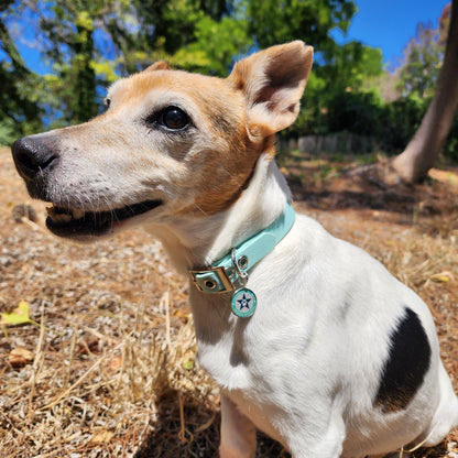 Collier pour chien bleu pastel 16mm waterproof fait main à Marseille — L'Atelier du Chien Français