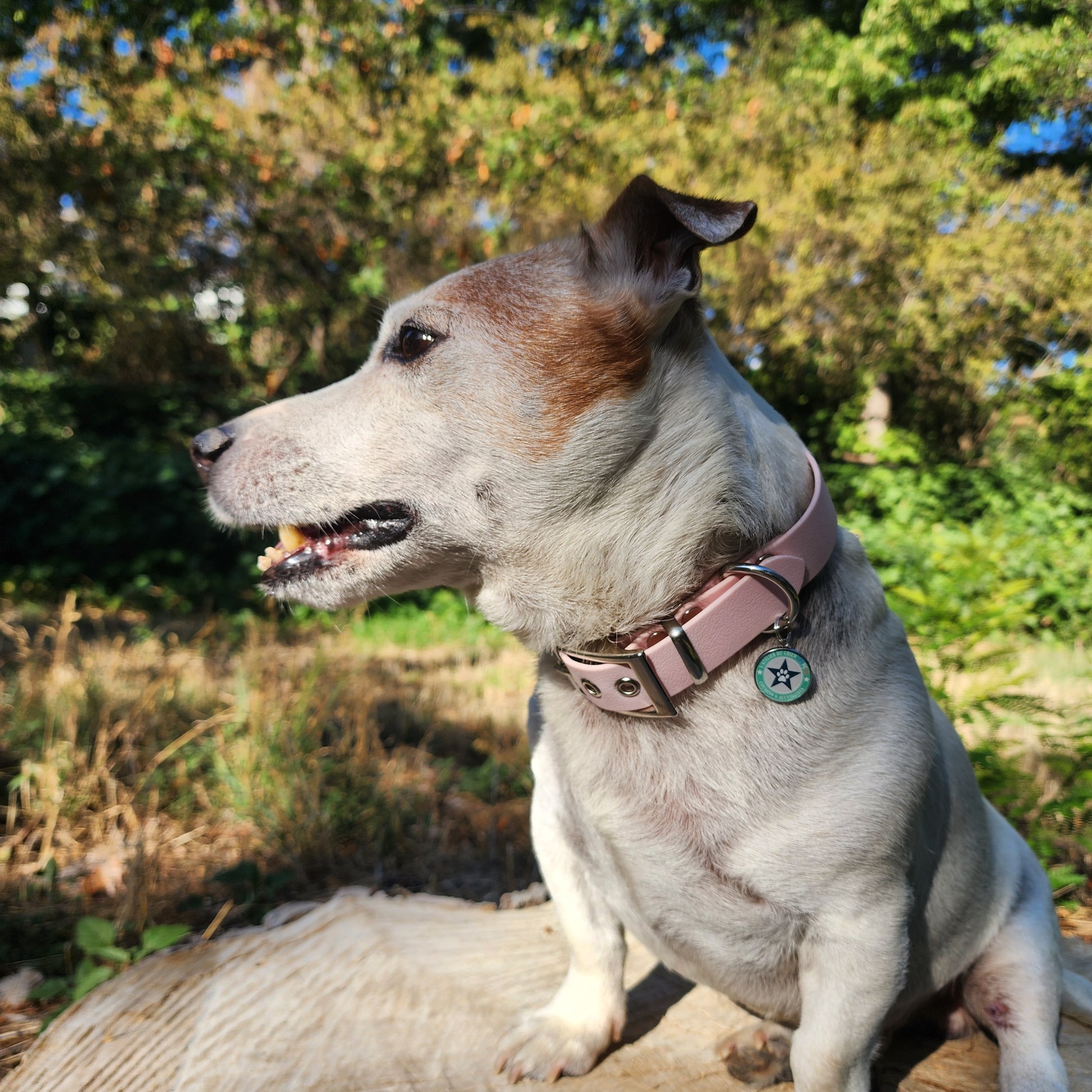 Collier pour chien rose baby pink 25mm waterproof fait main à Marseille — L'Atelier du Chien Français