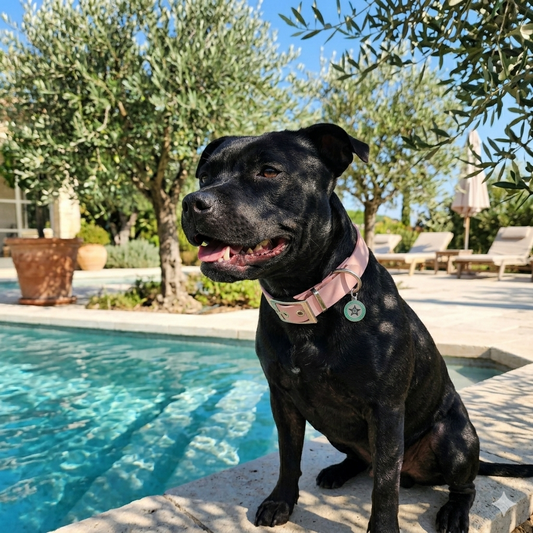 Collier pour chien staffie rose baby pink 25mm waterproof fait main à Marseille — L'Atelier du Chien Français 
