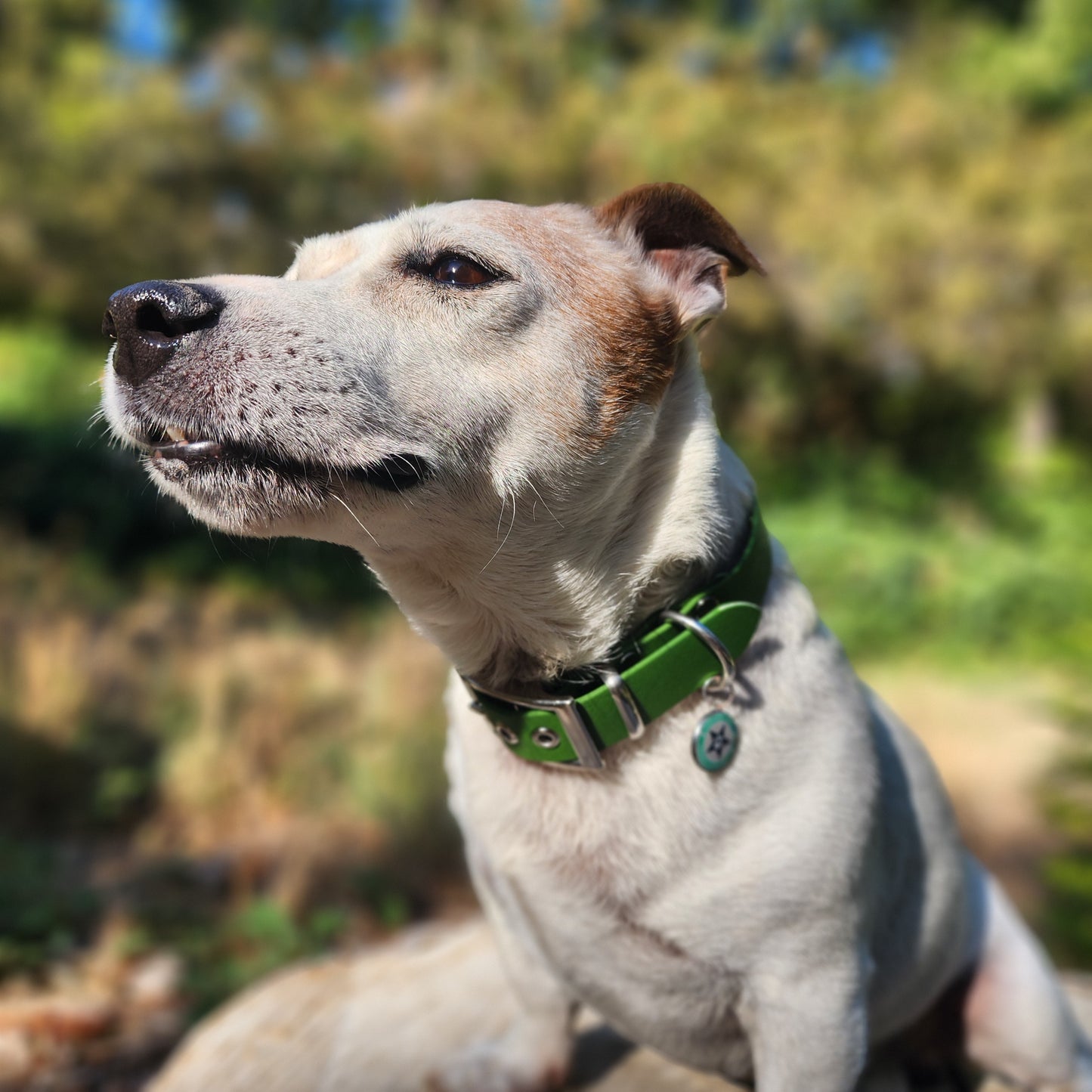 Collier pour chien vert olive 25mm waterproof fait main à Marseille — L'Atelier du Chien Français