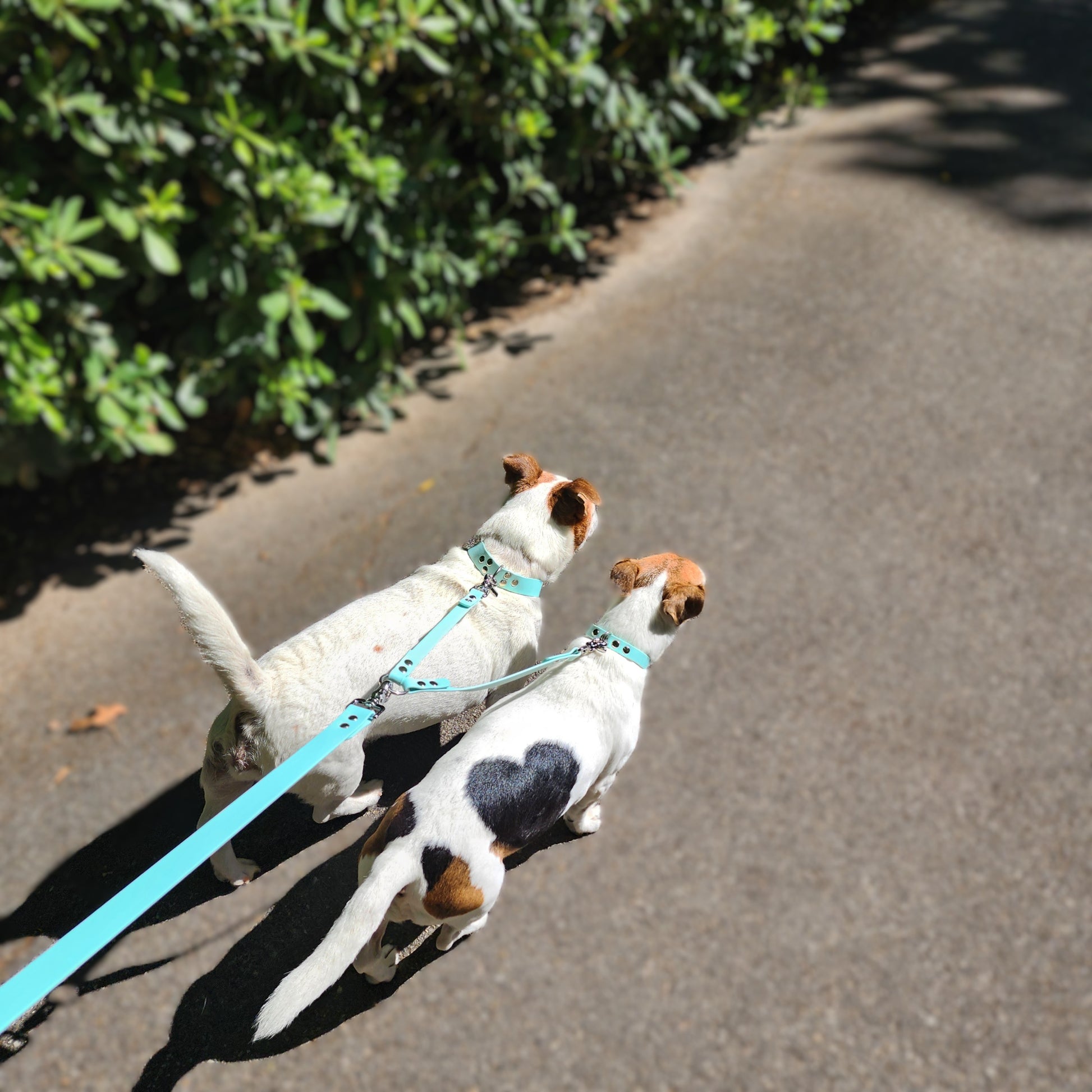 Coupleur de laisse pour chien bleu pastel lili & nelson 16mm waterproof fait main à Marseille — L'Atelier du Chien Français
