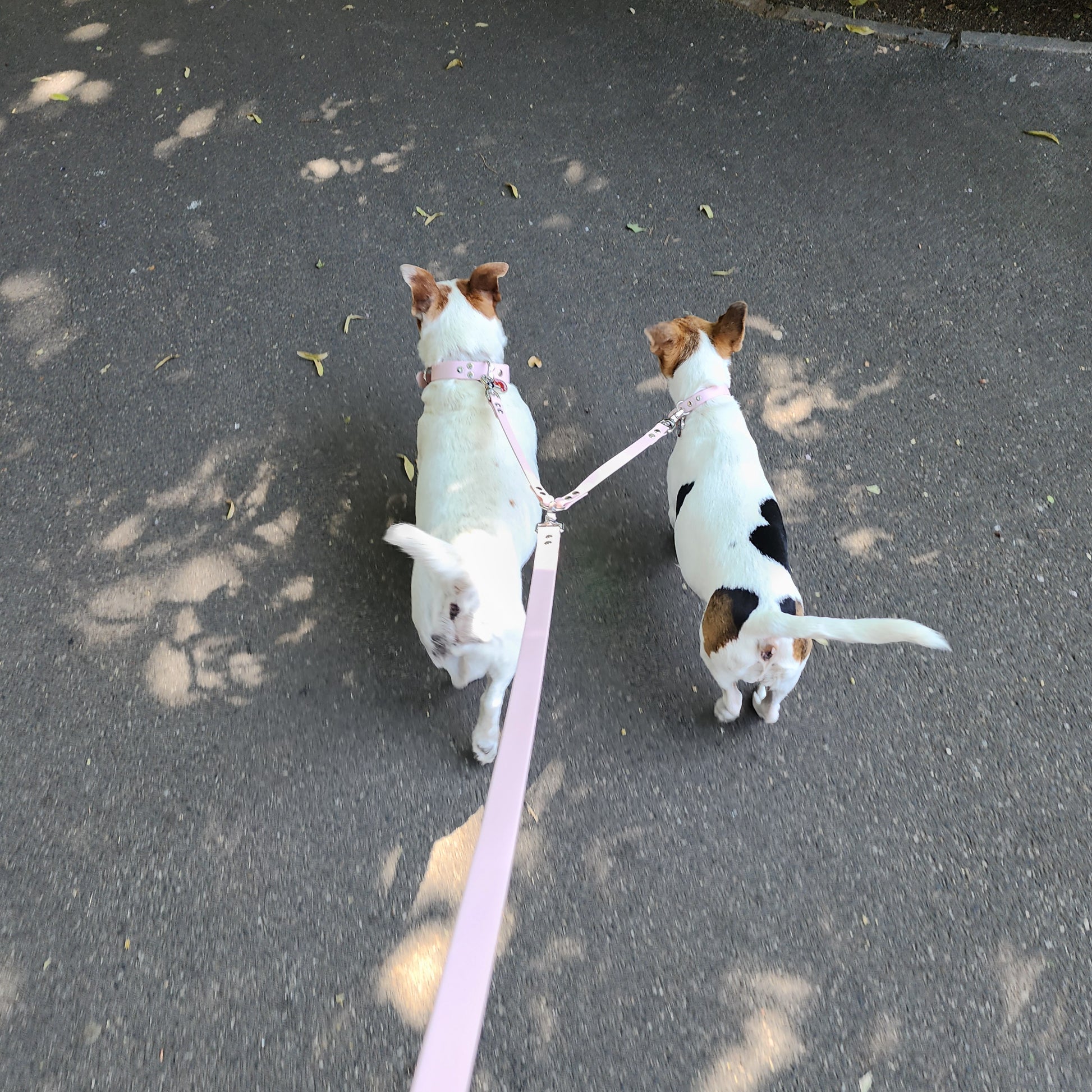 Coupleur de laisse pour chien rose baby pink 16mm lili & nelson waterproof fait main à Marseille — l'Atelier du Chien Français