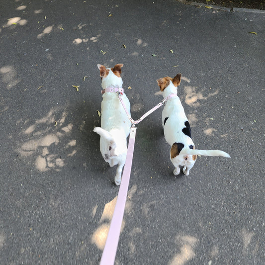 Coupleur de laisse pour chien rose baby pink 16mm lili & nelson waterproof fait main à Marseille — l'Atelier du Chien Français