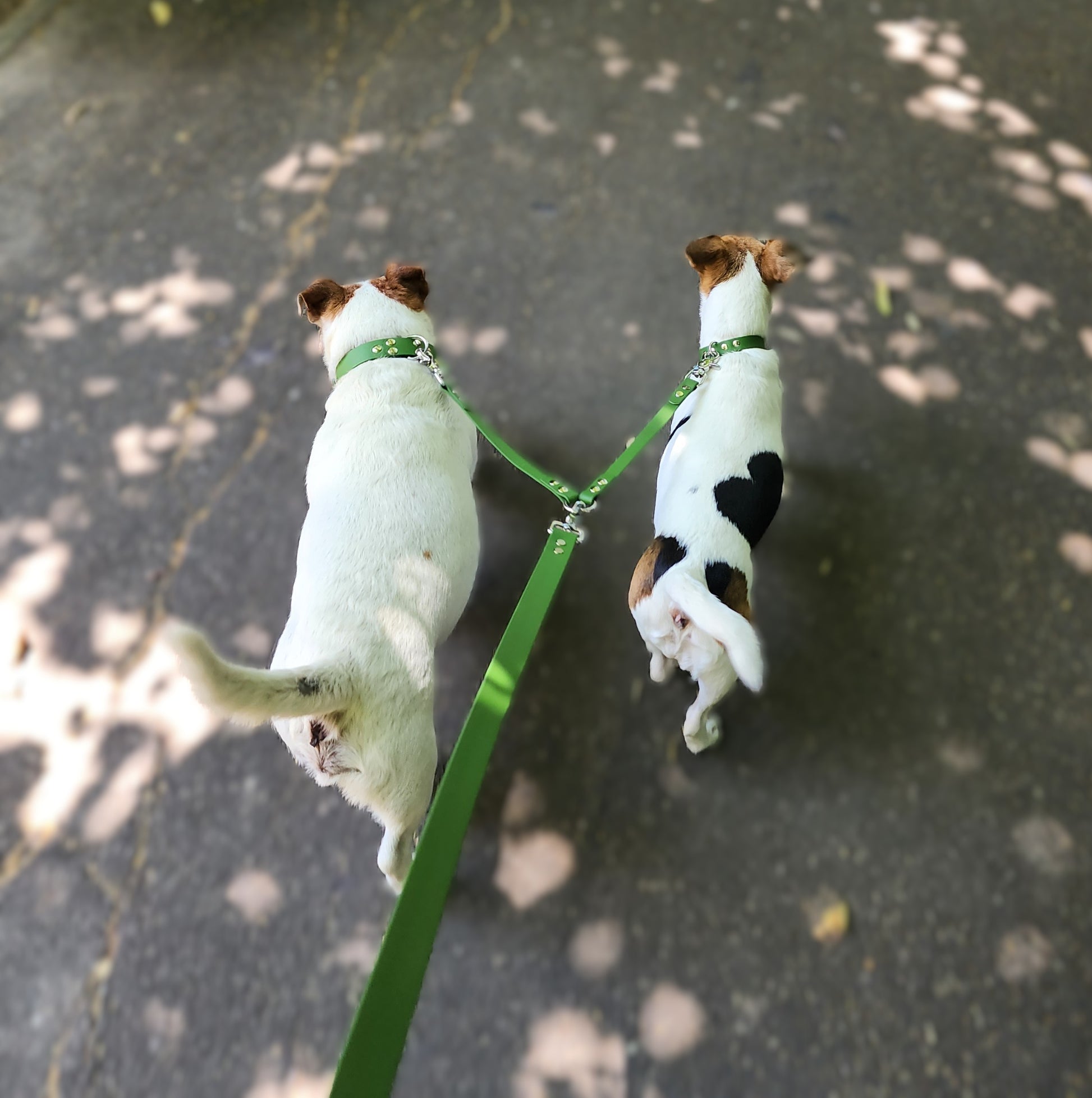 Coupleur de laisse pour chien vert olive 16mm waterproof fait main à Marseille — L'Atelier du Chien Français