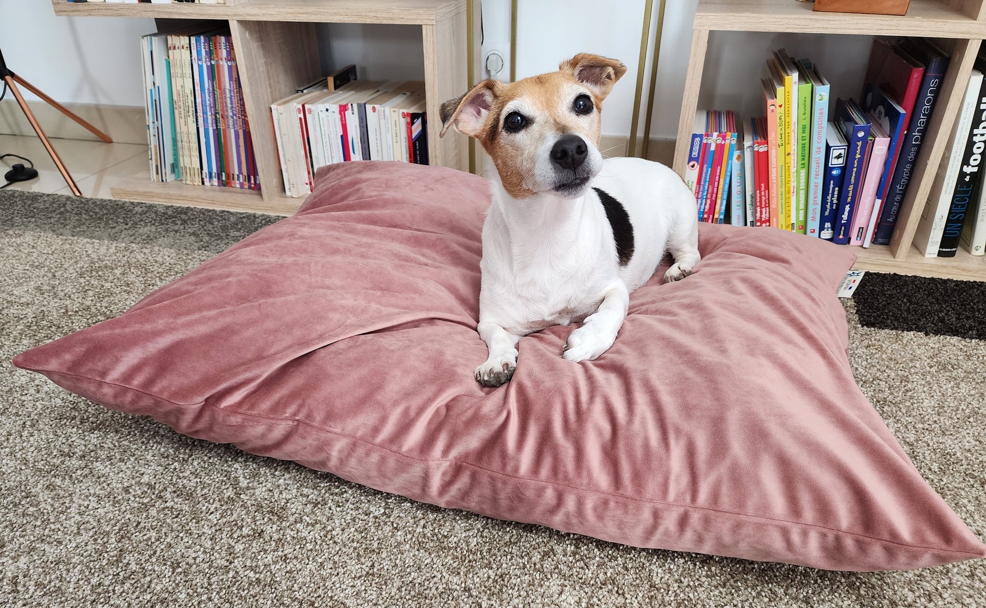 Coussin chien lavable velours bois de rose Medium compactable fait main à Marseille — L'Atelier du Chien Français
